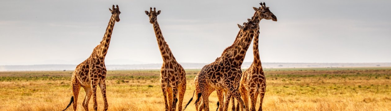 Eine Gruppe von Giraffen auf einem Feld.