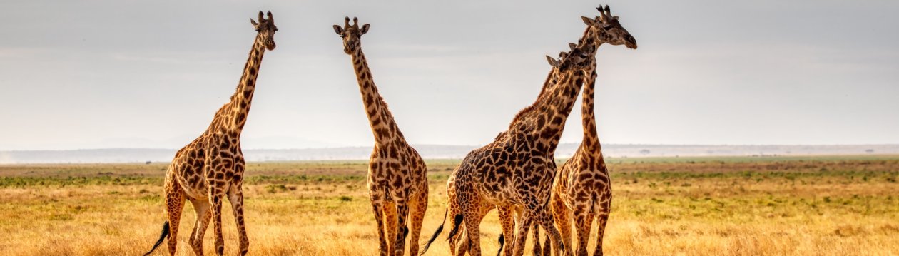 Eine Gruppe von Giraffen auf einem Feld. Eine Gruppe von Giraffen auf einem Feld.