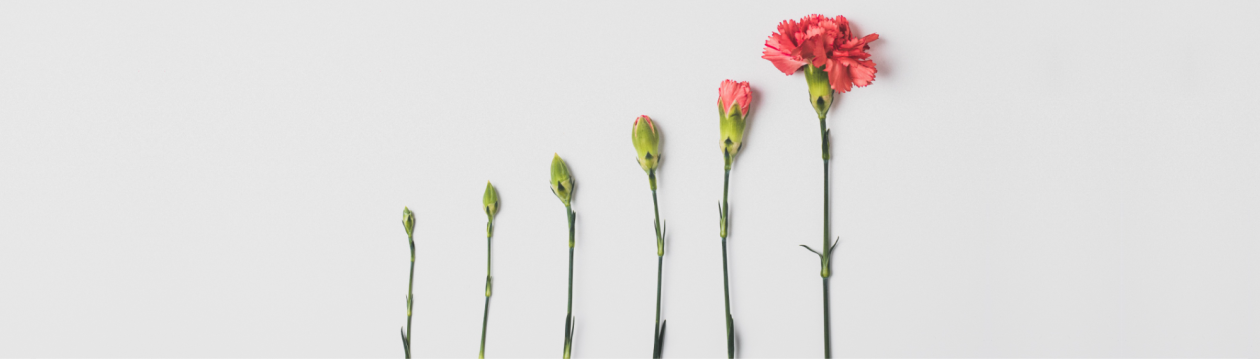 Mehrere Blumen mit unterschiedlich weit geöffneten Knospen, bis zur Blüte.