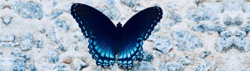 Leadership in project management and butterflies | IAPM