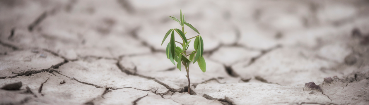 A small plant grows from dry, cracked soil. A small plant grows from dry, cracked soil.
